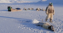 inuici polowanie na foki norbert pokorski